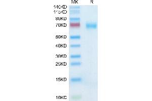 SLAMF7 Protein (AA 23-226) (mFc Tag)