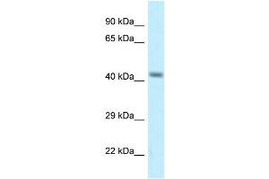 WB Suggested Anti-Cacng8 Antibody   Titration: 1. (CACNG8 Antikörper  (Middle Region))