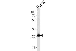 Western Blotting (WB) image for anti-Sirtuin 3 (SIRT3) antibody (ABIN3002564) (SIRT3 Antikörper)