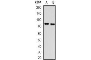 Western blot analysis of L3MBTL3 expression in Hela (A), mouse spleen (B) whole cell lysates.