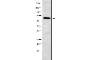 Western blot analysis of HCN3 using LOVO whole cell lysates