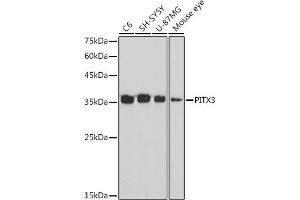 Western blot analysis of extracts of various cell lines, using PITX3 antibody (ABIN7269380) at 1:1000 dilution. (PITX3 Antikörper)