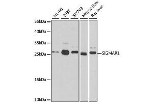 Western blot analysis of extracts of various cell lines, using SIGMAR1 antibody. (SIGMAR1 Antikörper)