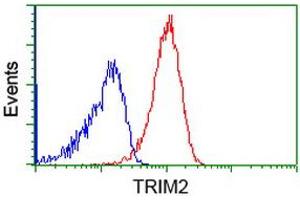 Image no. 2 for anti-Tripartite Motif Containing 2 (TRIM2) (AA 1-100), (AA 645-744) antibody (ABIN1490540) (TRIM2 Antikörper  (AA 1-100, AA 645-744))