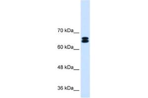 Western Blotting (WB) image for anti-Solute Carrier Family 9, Subfamily A (NHE9, Cation Proton Antiporter 9), Member 9 (SLC9A9) antibody (ABIN2462783) (SLC9A9 Antikörper)