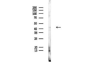 anti-Autophagy related 4A Cysteine Peptidase (ATG4A) (N-Term) antibody