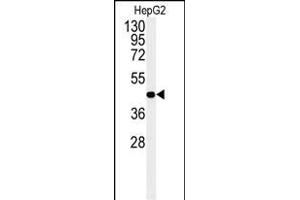 Western blot analysis of NR5A1 Antibody (N-term). (NR5A1 Antikörper  (N-Term))