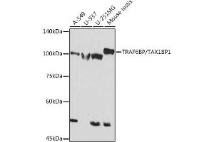 Western blot analysis of extracts of various cell lines, using TRBP/TBP1 Rabbit mAb (ABIN7270740) at 1:1000 dilution. (TAX1BP1 Antikörper)