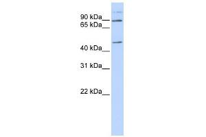 C21ORF13 antibody used at 1 ug/ml to detect target protein. (LCA5L Antikörper)