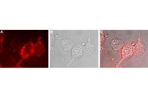 Expression of NKCC1 in human U-87 MG cells - Cell surface detection of NKCC1 in live intact human U-87 MG glioblastoma cells. (SLC12A2 Antikörper  (Intracellular))