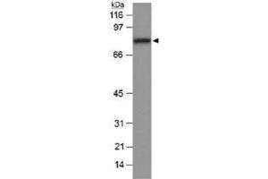 Western blot analysis of Scarb1 in mouse liver lysate (20 ug) with Scarb1 polyclonal antibody .
