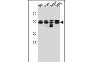 TUBB8 Antibody (N-term) (ABIN657172 and ABIN2837904) western blot analysis in 293,A549,HepG2,K562 cell line lysates (35 μg/lane). (Tubulin, beta 8 Antikörper  (N-Term))
