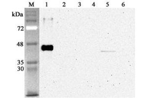 Western blot analysis using anti-Sirtuin 2 (human), mAb (S2R233-1)  at 1:4'000 dilution.