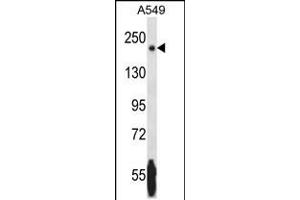 Western blot analysis in A549 cell line lysates (35ug/lane). (NRK Antikörper  (AA 721-750))
