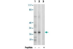 Western blot analysis of extracts from K-562 cells (Lane 1) and RAW 264. (MRPL47 Antikörper)