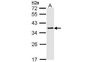 WB Image Sample (30 ug of whole cell lysate) A: Hela 12% SDS PAGE antibody diluted at 1:1000 (SMN1 Antikörper)