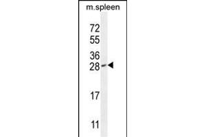 IAH1 Antibody (Center) (ABIN655737 and ABIN2845184) western blot analysis in mouse spleen tissue lysates (35 μg/lane). (IAH1 Antikörper  (AA 78-106))