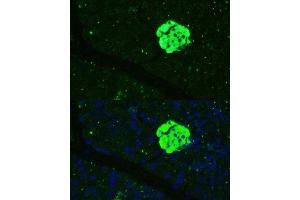 Immunofluorescence analysis of mouse pancreas using SFRP5 Polyclonal Antibody (ABIN7270181) at dilution of 1:100 (40x lens). (SFRP5 Antikörper  (AA 30-317))