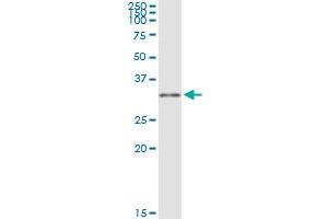 MYD88 MaxPab rabbit polyclonal antibody. (MYD88 Antikörper  (AA 1-296))