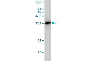 Western Blotting (WB) image for anti-Transcription Factor 19 (TCF19) (AA 17-102) antibody (ABIN563123)