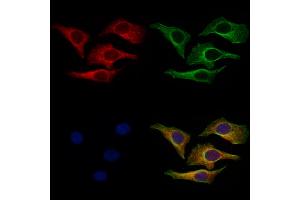 ABIN7094640 and ABIN7098690 staining Hela cells by IF/ICC. (ITIH2 Antikörper  (C-Term))