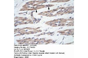 Human Muscle (MANSC1 Antikörper  (N-Term))