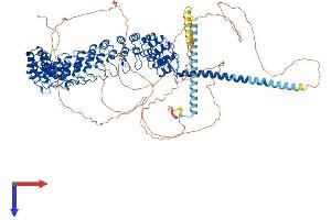 Inversin Protein (INVS) (AA 1-1062) (His tag)