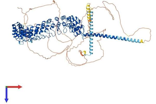 Inversin Protein (INVS) (AA 1-1062) (His tag)
