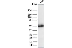 Western Blot Analysis of A549 cell lysate using CD14 Mouse Monoclonal Antibody (LPSR/2408). (CD14 Antikörper  (AA 25-148))