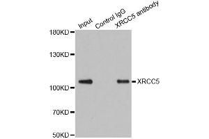 Immunoprecipitation analysis of 200 μg extracts of 293T cells using 1 μg XRCC5 antibody (ABIN5973473). (XRCC5 Antikörper)