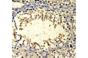 IMP3 antibody IHC analysis in formalin fixed and paraffin embedded mouse testis tissue.