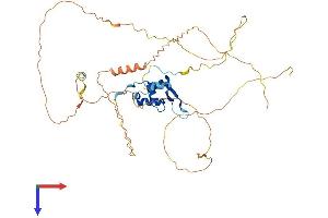 FOXD4 Protein (AA 1-444) (His tag)