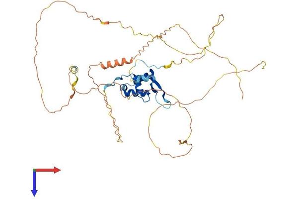 FOXD4 Protein (AA 1-444) (His tag)