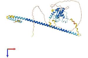ZRSR2 Protein (AA 1-482) (His tag)
