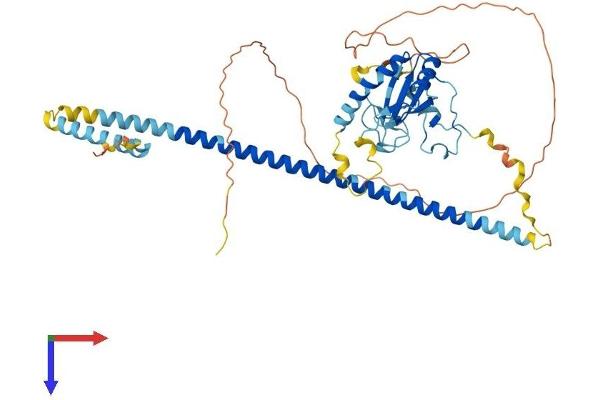 ZRSR2 Protein (AA 1-482) (His tag)