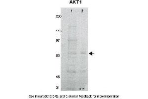 Lanes:   1. (AKT1 Antikörper  (N-Term))