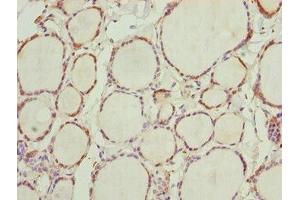Immunohistochemistry of paraffin-embedded human thyroid tissue using ABIN7161775 at dilution of 1:100 (NFIL3 Antikörper  (AA 133-462))