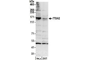 Western Blotting (WB) image for anti-Integrin alpha 2 (ITGA2) (AA 25-75) antibody (ABIN7453111)
