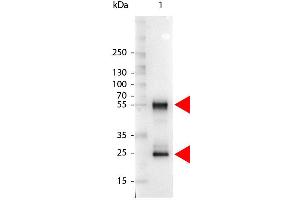 Western Blot of Alkaline Phosphatase Conjugated Rabbit anti-Mouse IgG antibody. (Kaninchen anti-Maus IgG (Heavy & Light Chain) Antikörper (Alkaline Phosphatase (AP)) - Preadsorbed)