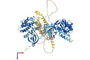 CASK Protein (AA 1-926) (His tag)