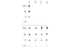 Histone H3K4me0 antibody specificity is shown by Dot Blot.