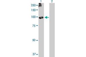 Western Blot analysis of PLG expression in transfected 293T cell line by PLG MaxPab polyclonal antibody. (PLG Antikörper  (AA 1-810))