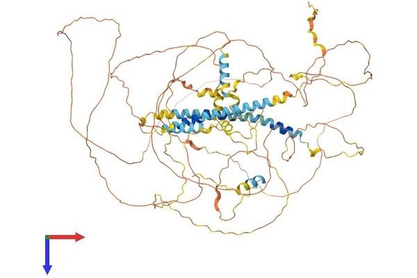 DACT1 Protein (AA 1-836) (His tag)