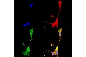 Immunocytochemistry/Immunofluorescence analysis using Mouse Anti-Brevican Monoclonal Antibody, Clone S294A-6 (ABIN2483322). (BCAN Antikörper  (AA 219-655) (PerCP))