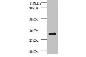 PSMB7 anticorps  (AA 44-275)