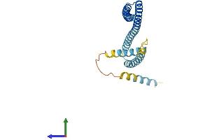AlphaFold protein structure predicition of Human Recombinant CHMP1B Protein, UniprotID Q7LBR1 (CHMP1B Protein (AA 1-199) (His tag))