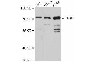 Western blot analysis of extracts of various cell lines, using PADI2 antibody (ABIN6290719) at 1:3000 dilution. (PADI2 Antikörper)