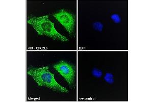 ABIN570894 Immunofluorescence analysis of paraformaldehyde fixed HeLa cells, permeabilized with 0. (CDK19 Antikörper  (C-Term))