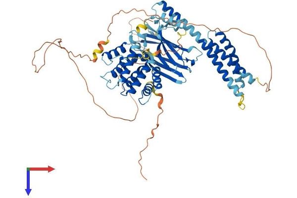 GGA2 Protein (AA 1-613) (His tag)