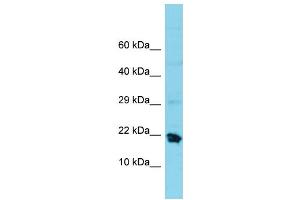 Western Blotting (WB) image for anti-Mitochondrial Ribosomal Protein S25 (MRPS25) (C-Term) antibody (ABIN2791676) (MRPS25 Antikörper  (C-Term))